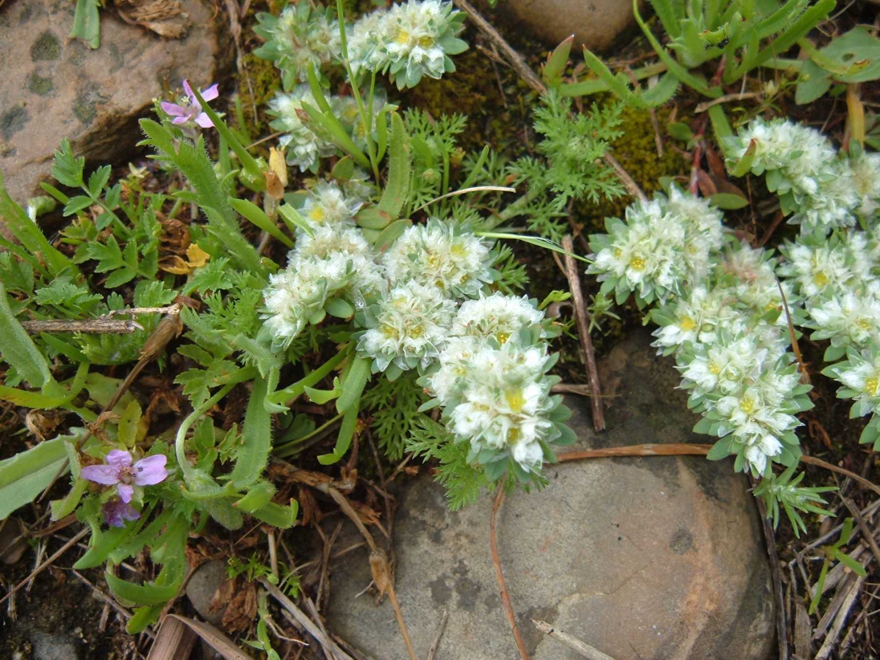 Paronychia argentea / Paronichia argentea